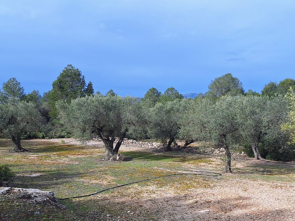 Helårsgrund i Ginestar, Tarragona - foto 2